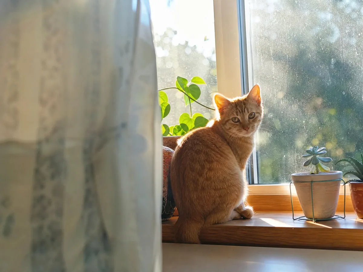 窗台橘猫上榜，宠物赛道今天的作品图1·每日大赛参赛作品